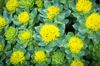 The Science of Rhodiola Rosea in Skin Care